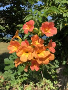 夢前川沿いの夏の花のアイキャッチ画像