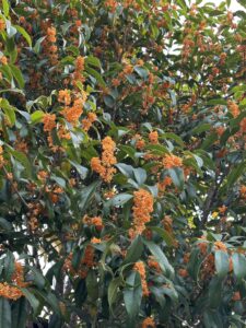 体重減少効果のある糖尿病薬：SGLT2阻害薬とGLP-1受容体作動薬のアイキャッチ画像