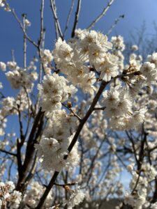 帯状疱疹は80歳までに約3人に1人が発症するのアイキャッチ画像